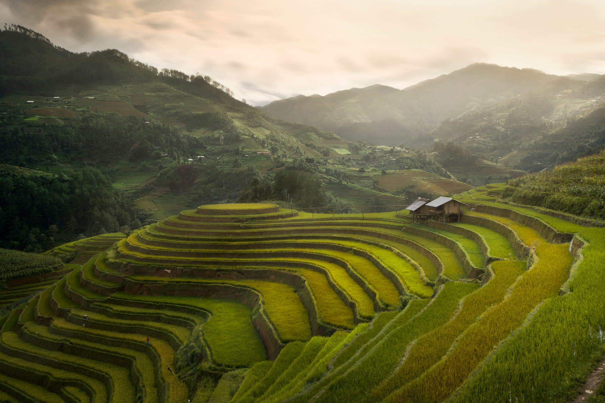 Rice-fields.jpg